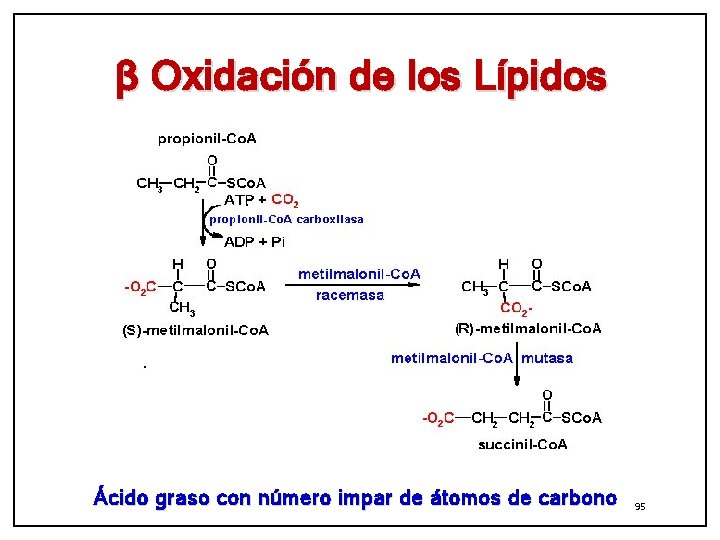 β Oxidación de los Lípidos Ácido graso con número impar de átomos de carbono