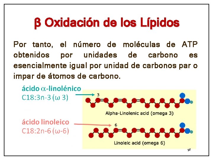 β Oxidación de los Lípidos Por tanto, el número de moléculas de ATP obtenidos