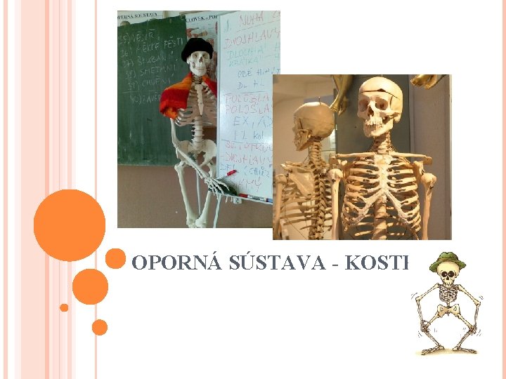 OPORNÁ SÚSTAVA - KOSTRA 