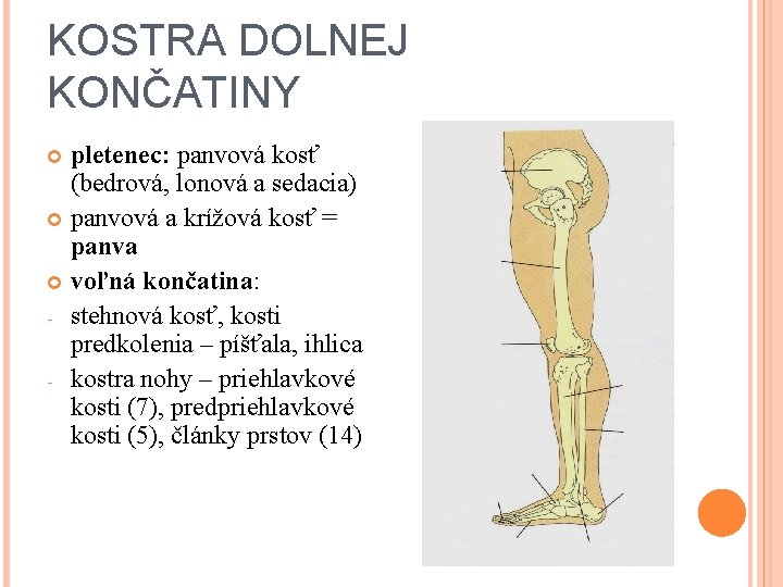 KOSTRA DOLNEJ KONČATINY pletenec: panvová kosť (bedrová, lonová a sedacia) panvová a krížová kosť