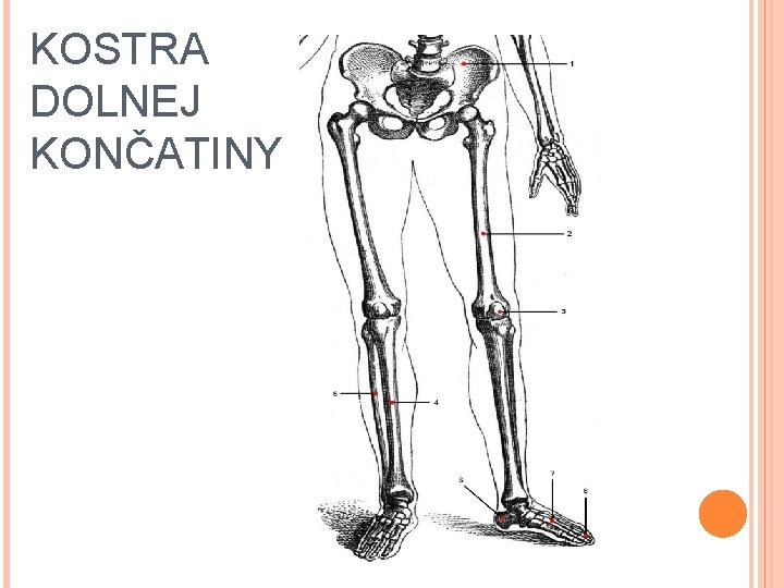 KOSTRA DOLNEJ KONČATINY 