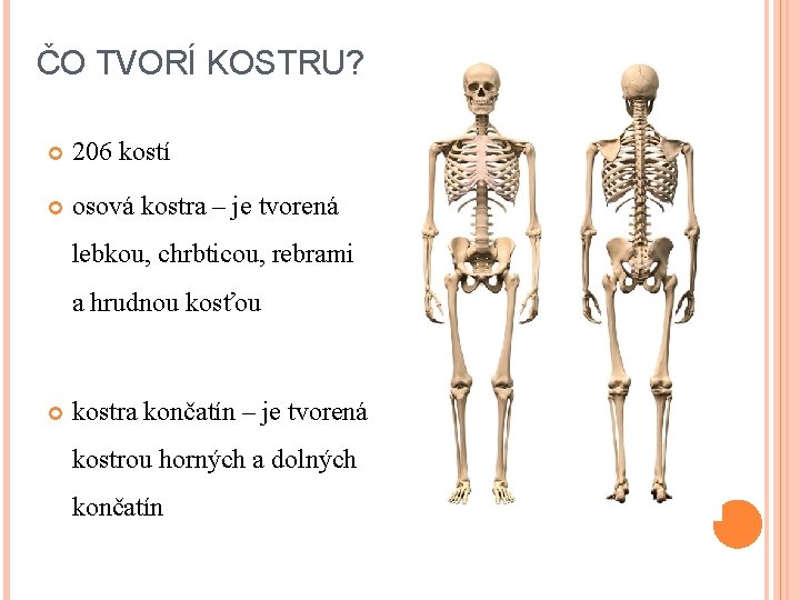 ČO TVORÍ KOSTRU? 206 kostí osová kostra – je tvorená lebkou, chrbticou, rebrami a