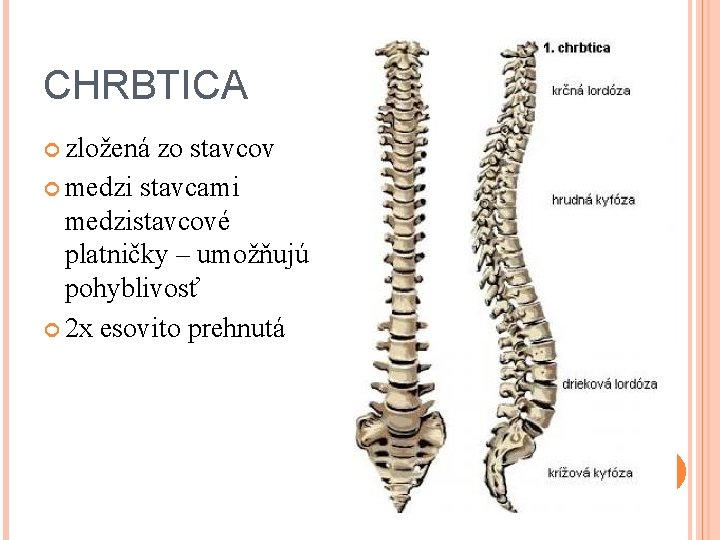 CHRBTICA zložená zo stavcov medzi stavcami medzistavcové platničky – umožňujú pohyblivosť 2 x esovito