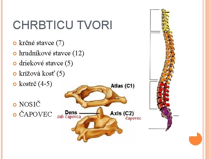 CHRBTICU TVORIA: krčné stavce (7) hrudníkové stavce (12) driekové stavce (5) krížová kosť (5)