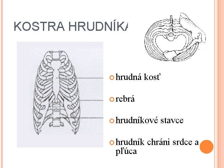 KOSTRA HRUDNÍKA hrudná kosť rebrá hrudníkové stavce hrudník chráni srdce a pľúca 