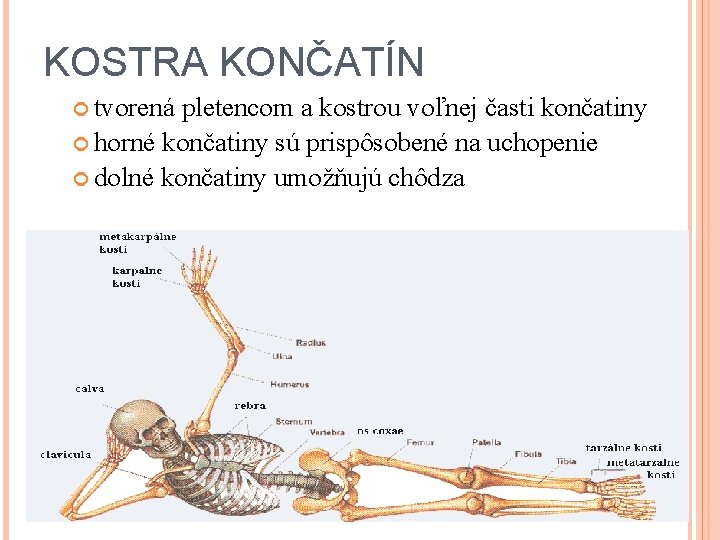 KOSTRA KONČATÍN tvorená pletencom a kostrou voľnej časti končatiny horné končatiny sú prispôsobené na