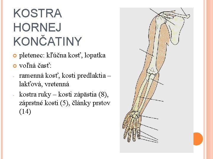 KOSTRA HORNEJ KONČATINY pletenec: kľúčna kosť, lopatka voľná časť: - ramenná kosť, kosti predlaktia