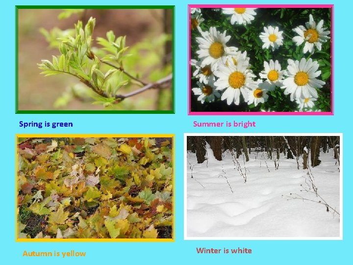 Spring is green Autumn is yellow Summer is bright Winter is white 