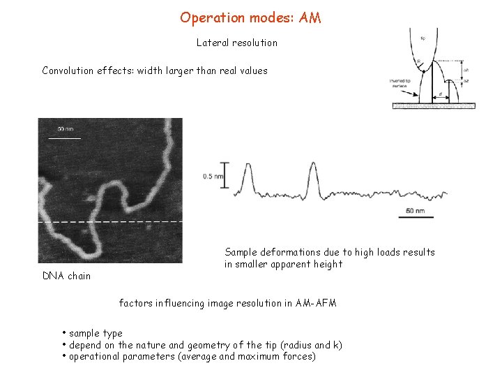 Operation modes: AM Lateral resolution Convolution effects: width larger than real values DNA chain