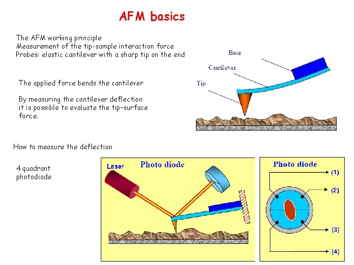 AFM basics The AFM working principle Measurement of the tip-sample interaction force Probes: elastic