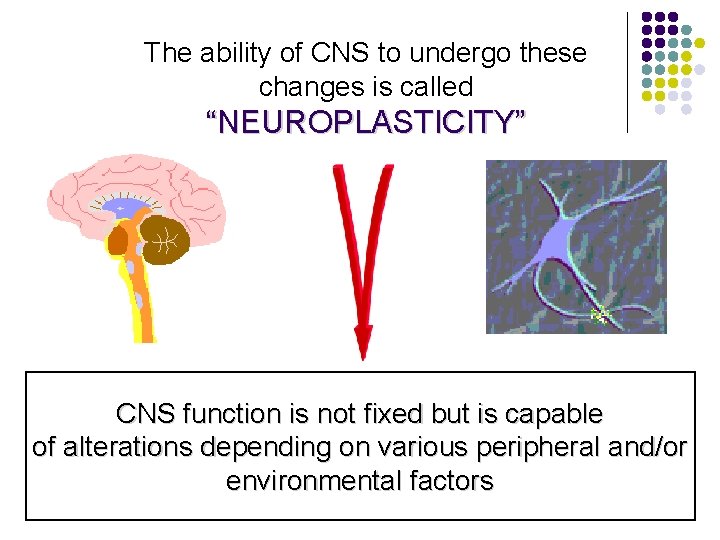 The ability of CNS to undergo these changes is called “NEUROPLASTICITY” CNS function is