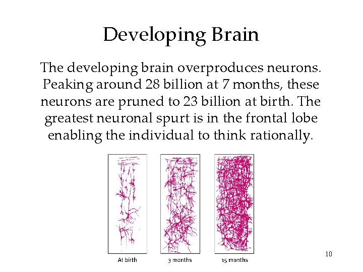 Developing Brain The developing brain overproduces neurons. Peaking around 28 billion at 7 months, Developing Brain The developing brain overproduces neurons. Peaking around 28 billion at 7 months,