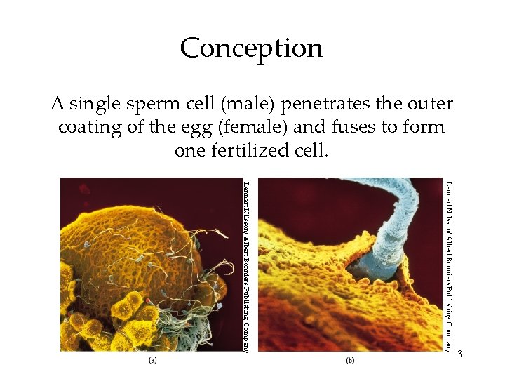 Conception A single sperm cell (male) penetrates the outer coating of the egg (female) Conception A single sperm cell (male) penetrates the outer coating of the egg (female)