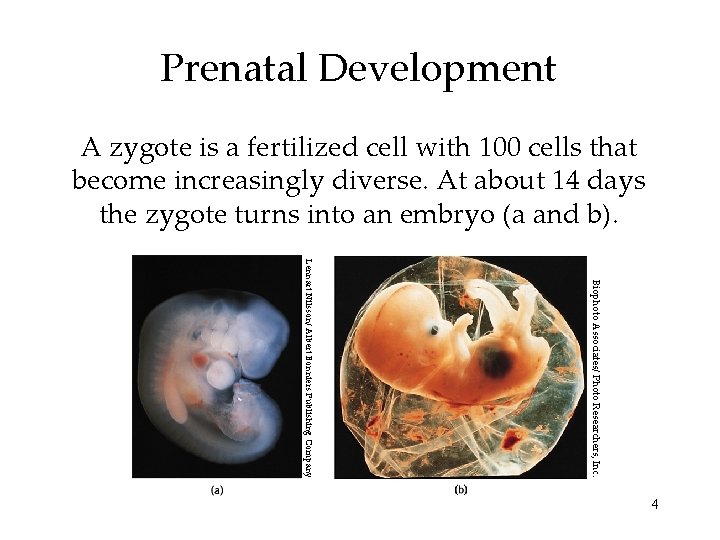 Prenatal Development A zygote is a fertilized cell with 100 cells that become increasingly Prenatal Development A zygote is a fertilized cell with 100 cells that become increasingly