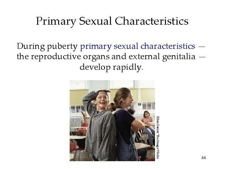 Primary Sexual Characteristics During puberty primary sexual characteristics — the reproductive organs and external Primary Sexual Characteristics During puberty primary sexual characteristics — the reproductive organs and external