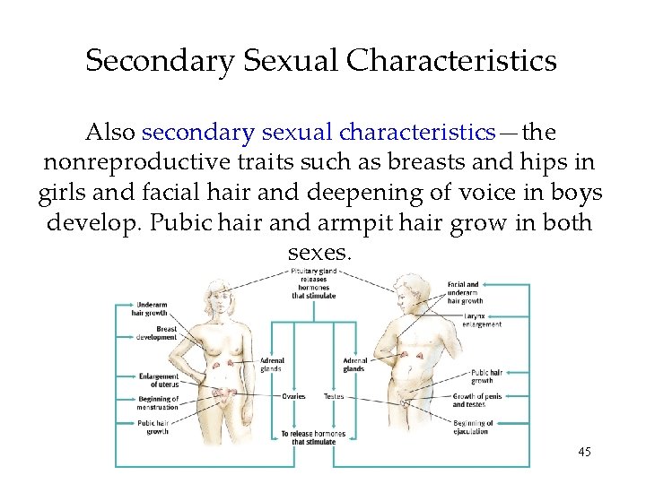 Secondary Sexual Characteristics Also secondary sexual characteristics—the nonreproductive traits such as breasts and hips Secondary Sexual Characteristics Also secondary sexual characteristics—the nonreproductive traits such as breasts and hips