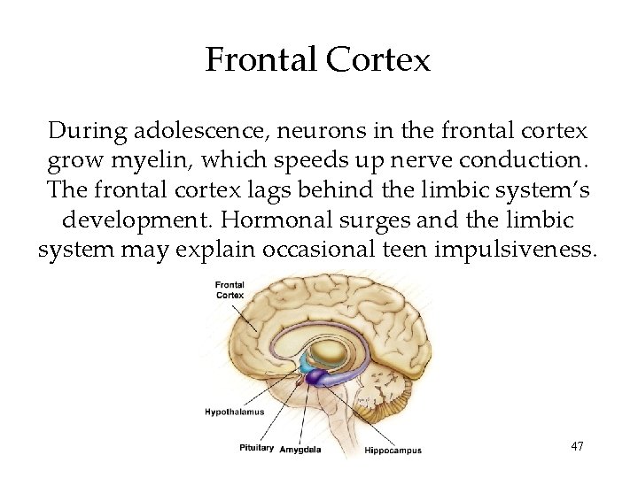 Frontal Cortex During adolescence, neurons in the frontal cortex grow myelin, which speeds up Frontal Cortex During adolescence, neurons in the frontal cortex grow myelin, which speeds up