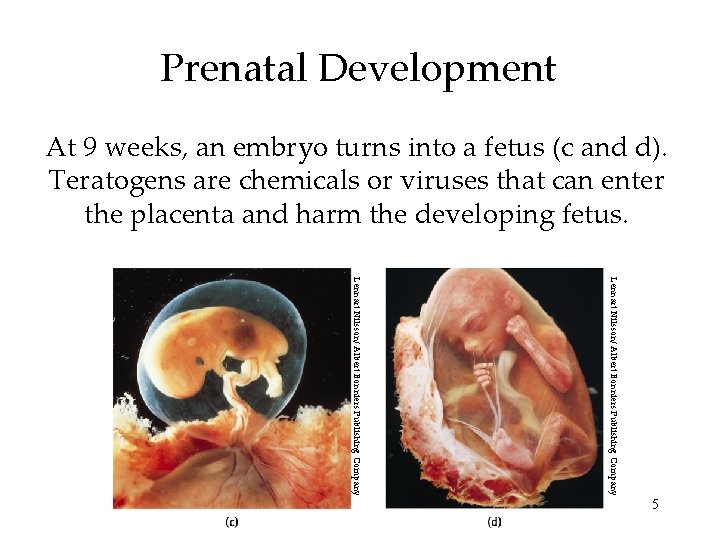 Prenatal Development At 9 weeks, an embryo turns into a fetus (c and d). Prenatal Development At 9 weeks, an embryo turns into a fetus (c and d).