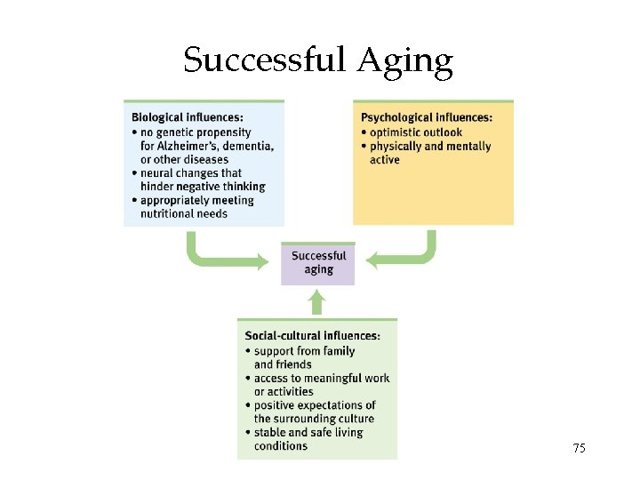 Successful Aging 75 Successful Aging 75