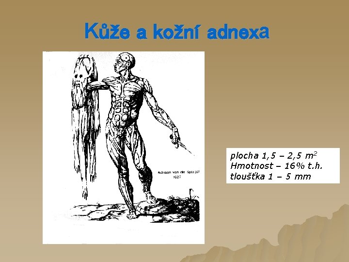 Kůže a kožní adnexa plocha 1, 5 – 2, 5 m 2 Hmotnost –