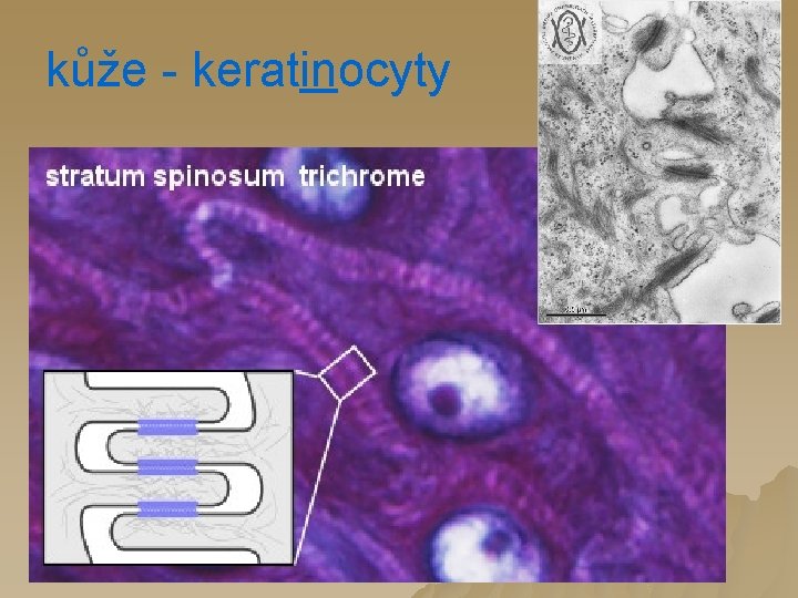 kůže - keratinocyty 