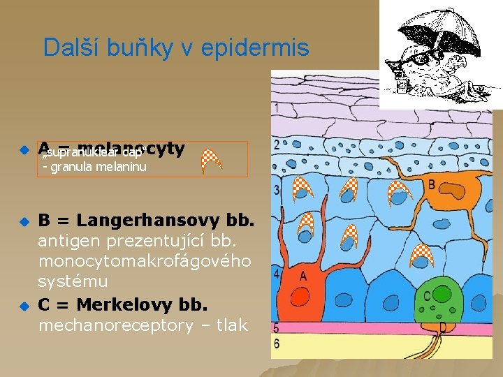 Další buňky v epidermis u A = melanocyty „supranuklear cap“ - granula melaninu u