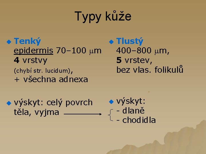 Typy kůže u Tenký epidermis 70– 100 m 4 vrstvy (chybí str. lucidum), +