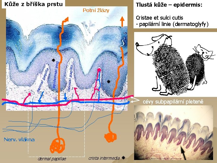 Kůže z bříška prstu Tlustá kůže – epidermis: Potní žlázy Cristae et sulci cutis