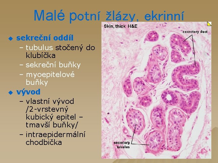 Malé potní žlázy, ekrinní u u sekreční oddíl – tubulus stočený do klubíčka –