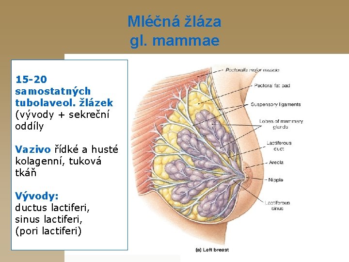 Mléčná žláza gl. mammae 15 -20 samostatných tubolaveol. žlázek (vývody + sekreční oddíly Vazivo