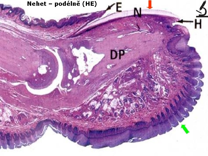 Nehet – podélně (HE) 