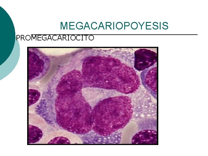 MEGACARIOPOYESIS ¡ PROMEGACARIOCITO 