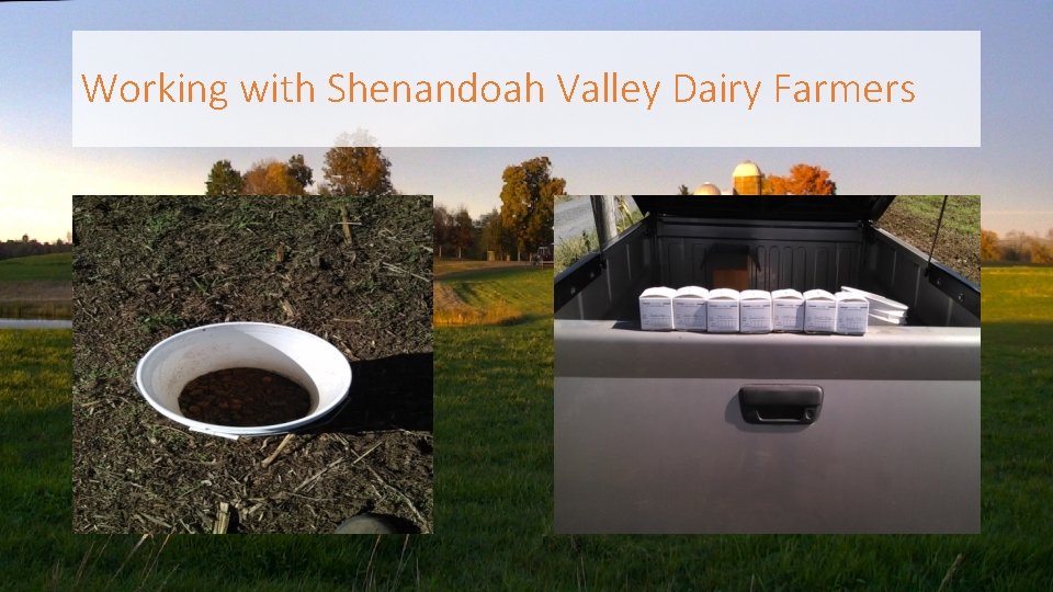 Working with Shenandoah Valley Dairy Farmers 