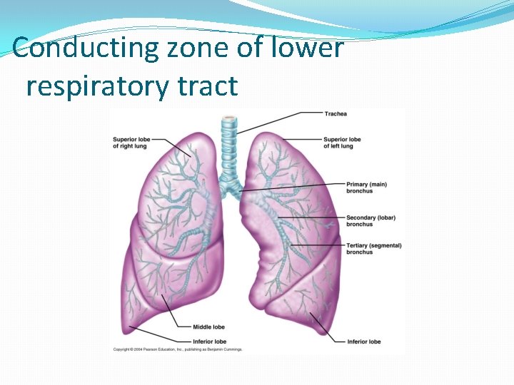 Conducting zone of lower respiratory tract 