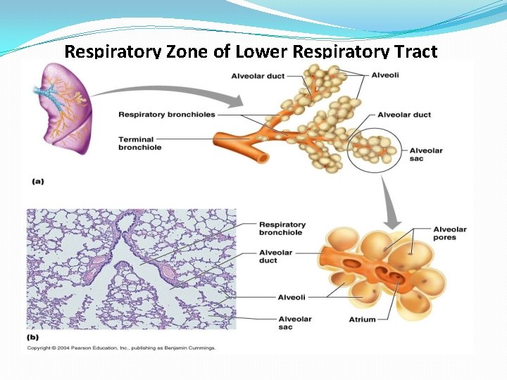 Respiratory Zone of Lower Respiratory Tract 