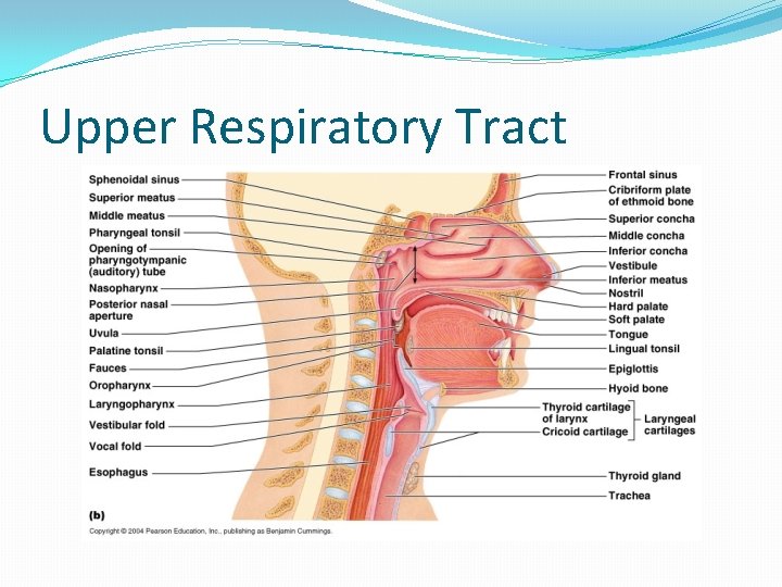 Upper Respiratory Tract 