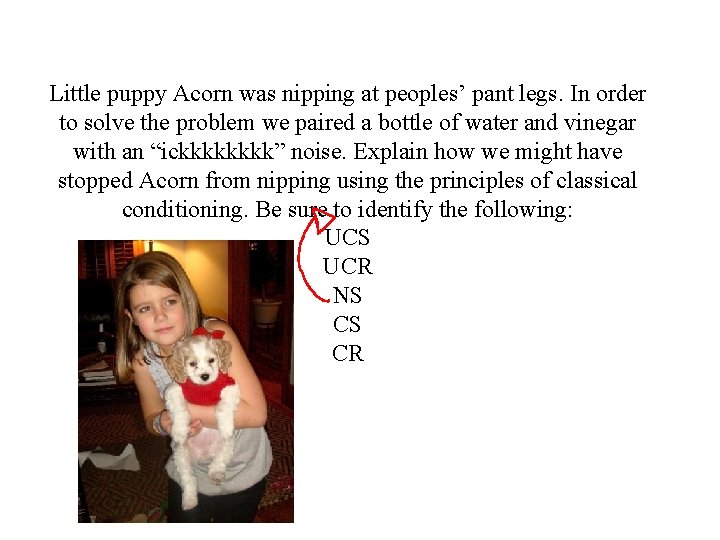 Little puppy Acorn was nipping at peoples’ pant legs. In order to solve the