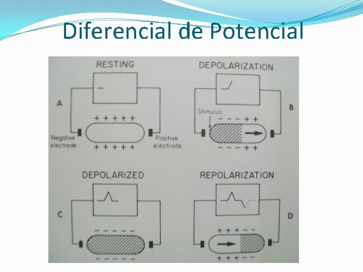 Diferencial de Potencial 