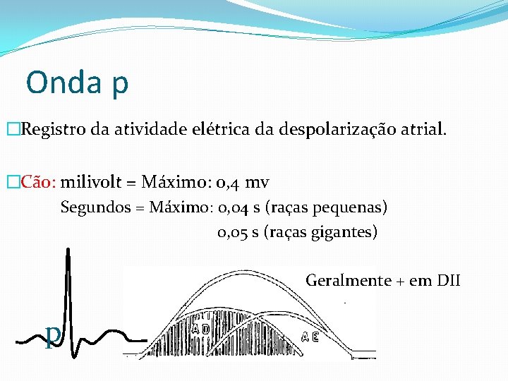 Onda p �Registro da atividade elétrica da despolarização atrial. �Cão: milivolt = Máximo: 0,