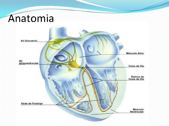 Anatomia 