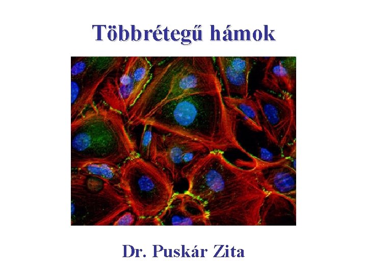 Többrétegű hámok Dr. Puskár Zita 