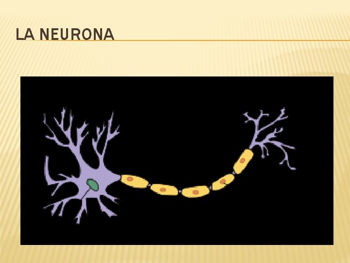 LA NEURONA 