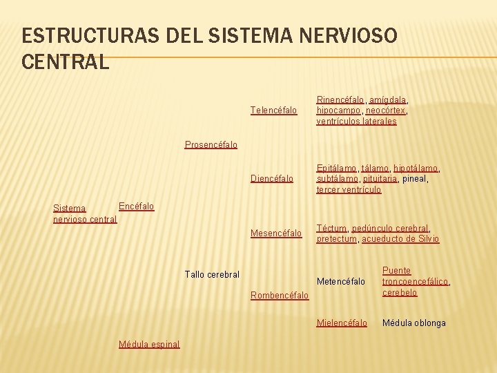 ESTRUCTURAS DEL SISTEMA NERVIOSO CENTRAL Telencéfalo Rinencéfalo, amígdala, hipocampo, neocórtex, ventrículos laterales Diencéfalo Epitálamo,