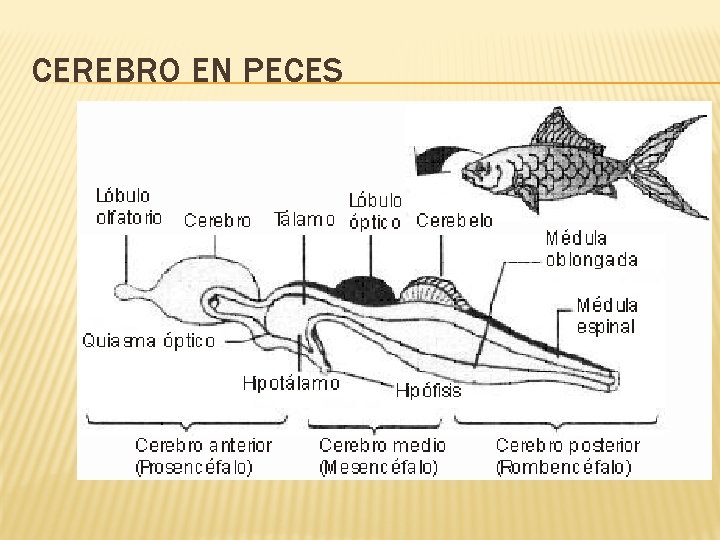 CEREBRO EN PECES 