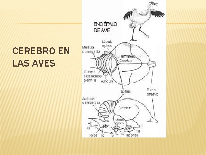 CEREBRO EN LAS AVES 