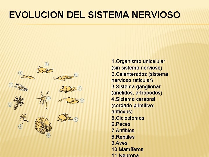 EVOLUCION DEL SISTEMA NERVIOSO 1. Organismo unicelular (sin sistema nervioso) 2. Celenterados (sistema nervioso