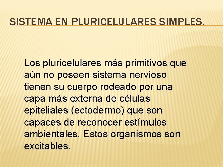 SISTEMA EN PLURICELULARES SIMPLES. Los pluricelulares más primitivos que aún no poseen sistema nervioso