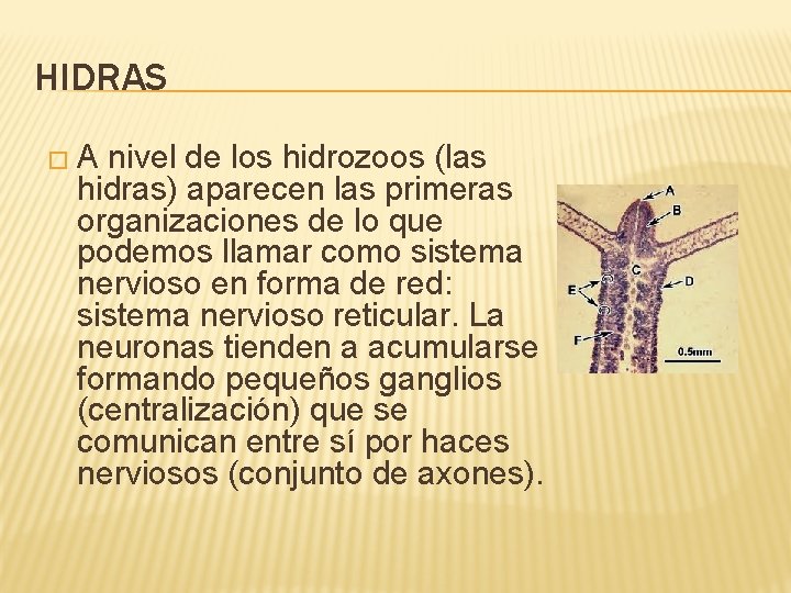 HIDRAS �A nivel de los hidrozoos (las hidras) aparecen las primeras organizaciones de lo