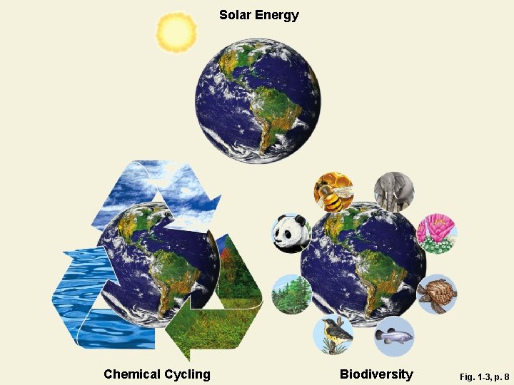 Solar Energy Chemical Cycling Biodiversity Fig. 1 -3, p. 8 