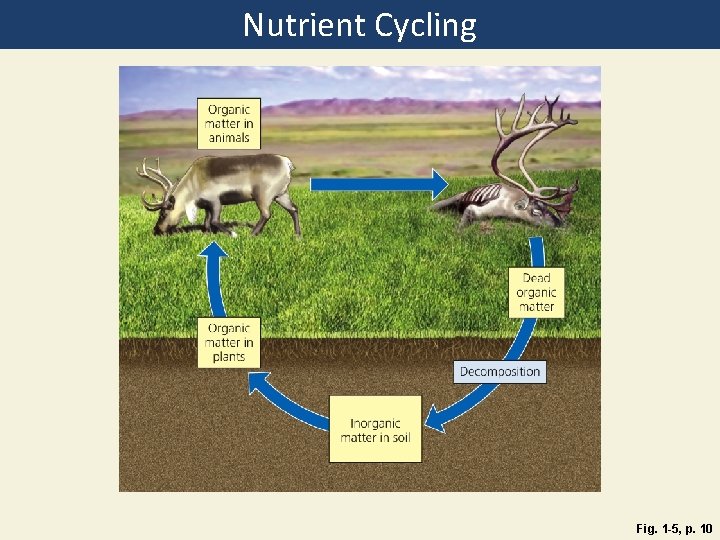 Nutrient Cycling Fig. 1 -5, p. 10 